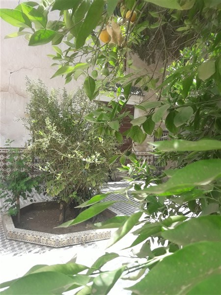 Palais Riad à Rénover Médina Marrakech – 431m², Patio Arboré, 300 Ans (RI725) – photo 5