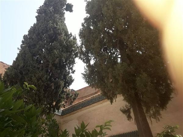 Palais Riad à Rénover Médina Marrakech – 431m², Patio Arboré, 300 Ans (RI725) – photo 6