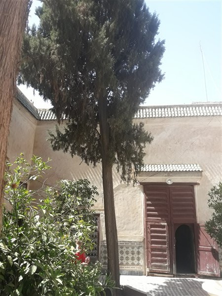 Palais Riad à Rénover Médina Marrakech – 431m², Patio Arboré, 300 Ans (RI725) – photo 8