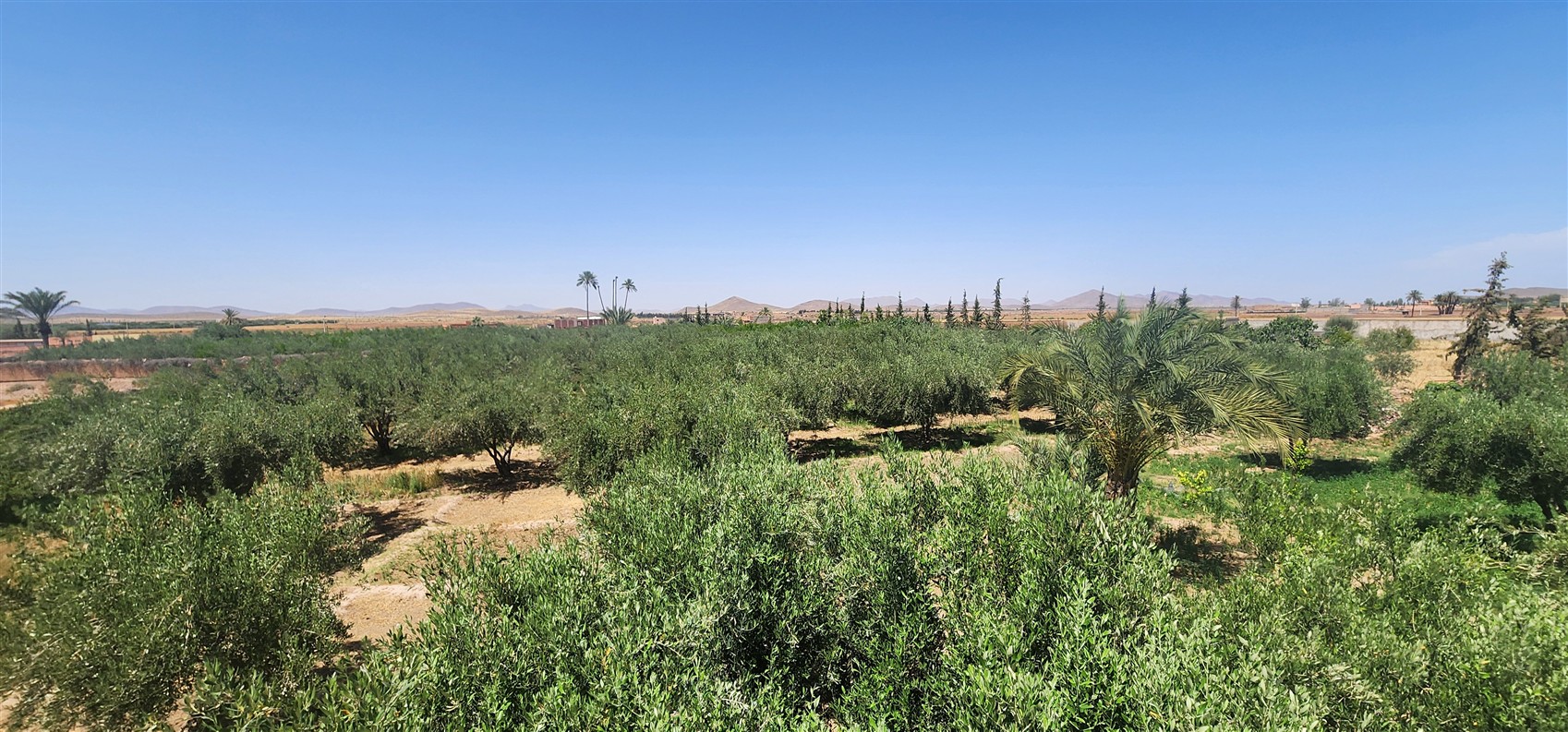Villa à Vendre Route de Fès Marrakech – Plain-Pied 7 Chambres, Terrain 1 Ha, Piscine (VFE10) – photo 8
