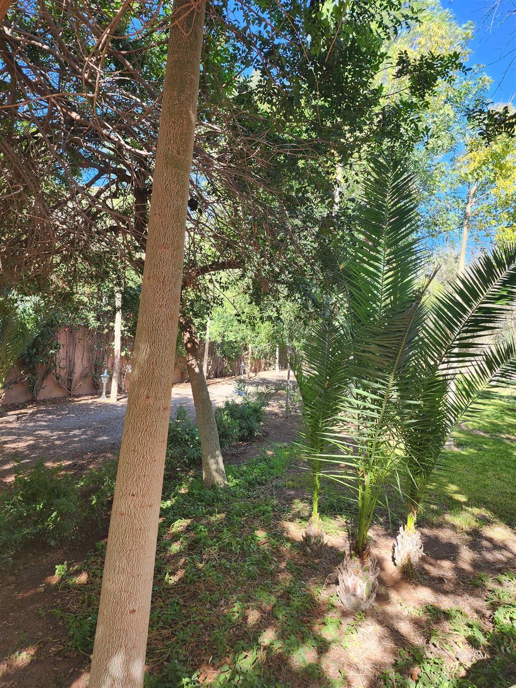Villa luxe Palmeraie Marrakech – 650m², 5 suites, terrain 8000m² (VPA4) – photo 42